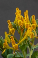 Corydalis aitchisonii subsp aitchisonii